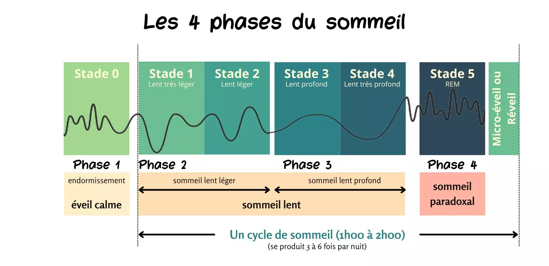 cycle_sommeil.webp